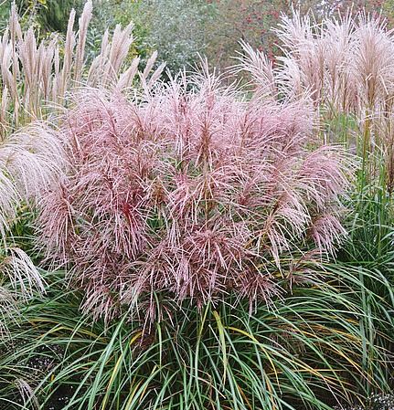 Miskant chiński POLONUS