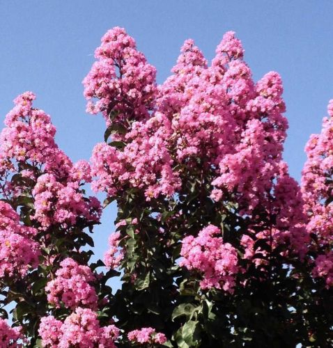 Lagerstroemia RAPSHODY IN PINK