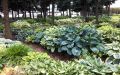 Funkia - HOSTA CHERRY BERRY