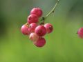 Borówka amerykańska PINK BONBONS