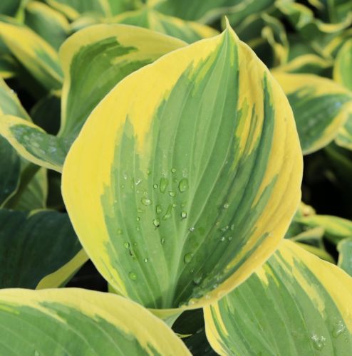 Funkia - Hosta LIBERTY
