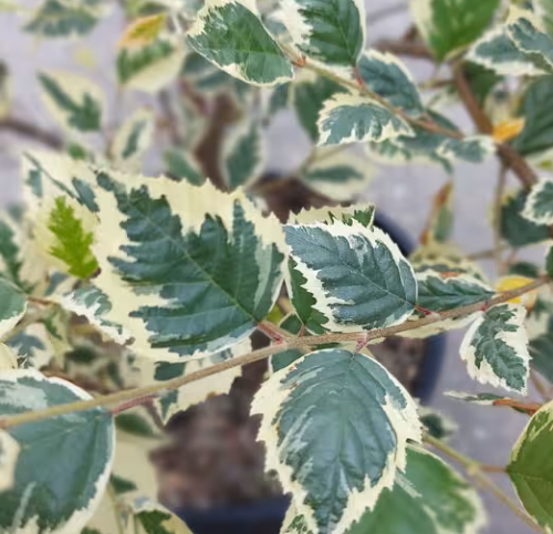 Brzoza czarna SHILOH SPLASH na pniu