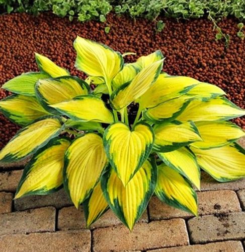 Funkia - HOSTA ORANGE MARMALADE