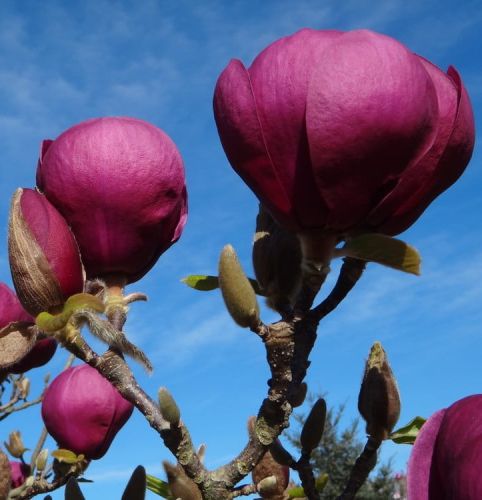 Magnolia BLACK TULIP