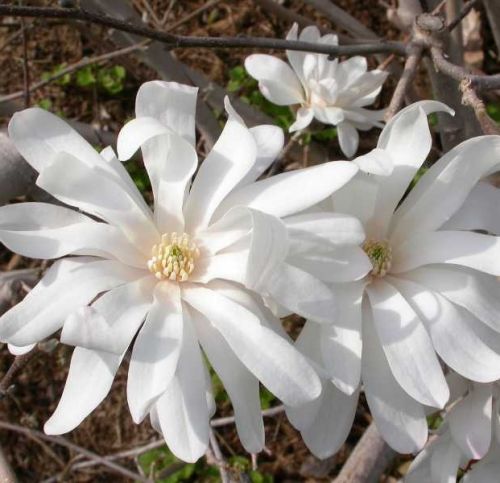 Magnolia Stellata ROYAL STAR