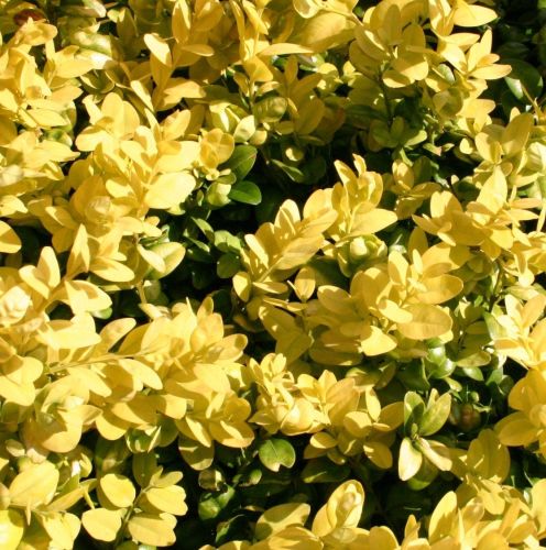 Bukszpan LATIFOLIA MACULATA