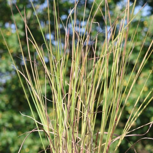 Palczatka Standing Ovation 