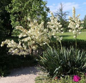Jukka Karolińska YUCCA FILAMENTOSA