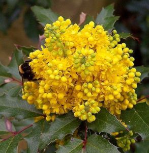 Mahonia POSPOLITA