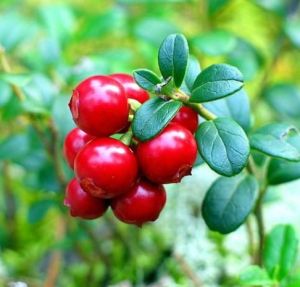 Borówka brusznica KORALLE