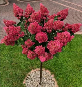 Hortensja bukietowa FRAISE MELBA  na pniu 