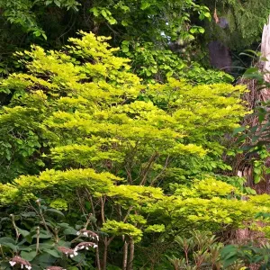 Klon SCHIRASAWY AUREUM