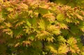 Klon SCHIRASAWY AUREUM