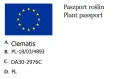 powojnik.jpg