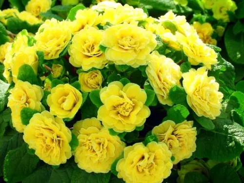 Pierwiosnek DAY GLO YELLOW