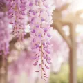 Wisteria glicynia ROSSELINA