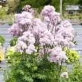 Rutewka orlikolistna NIMBUS PINK