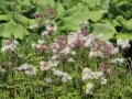 Rutewka orlikolistna NIMBUS WHITE