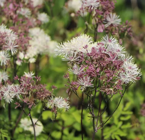 Rutewka orlikolistna NIMBUS WHITE