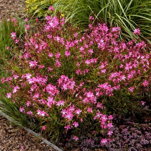 Gaura SISKIYOU PINK