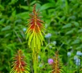 Trytoma RUFA RASTA