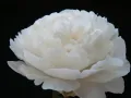 Piwonia CLASS ACT