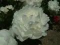 Piwonia CLASS ACT