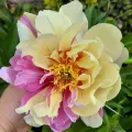 Piwonia ITON LEMON DREAM