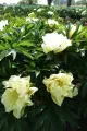 Piwonia ITON LEMON DREAM