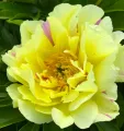 Piwonia ITON LEMON DREAM