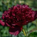 Piwonia BLACK BEAUTY