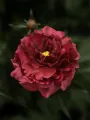 Piwonia BLACK BEAUTY