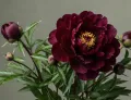 Piwonia BLACK BEAUTY