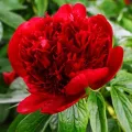 Piwonia RED CHARM