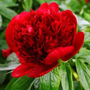 Piwonia RED CHARM