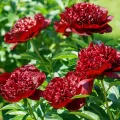 Piwonia RED CHARM