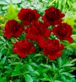 Piwonia RED CHARM