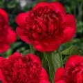Piwonia RED CHARM