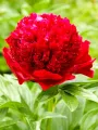 Piwonia RED CHARM