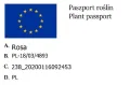 róża wielkokwiatowa.jpg