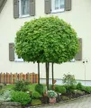 Klon pospolity, kulisty GLOBOSUM