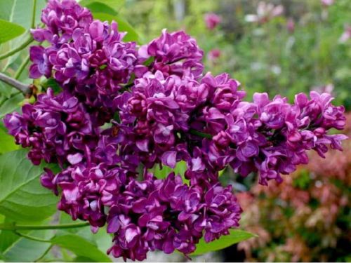 LILAK POSPOLITY CHARLES JOLY