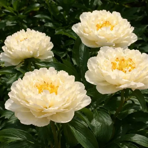 Piwonia SUNNY GIRL