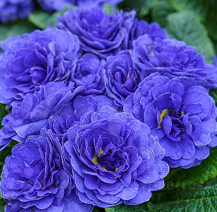 Pierwiosnek BELARINA BLUE CHAMPION