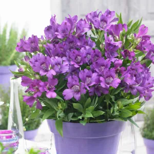 Alstroemeria INDIGO