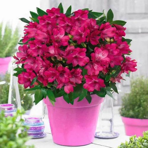 Alstroemeria MACHU