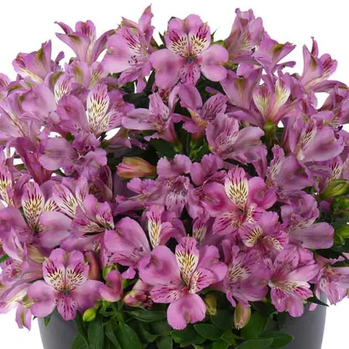 Alstroemeria NAVAYO