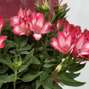 Alstroemeria MIRABELLA