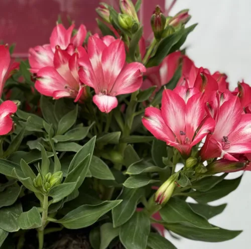 Alstroemeria MIRABELLA