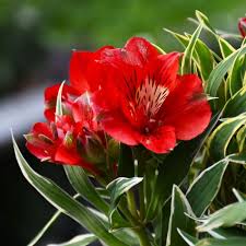 Alstroemeria RED